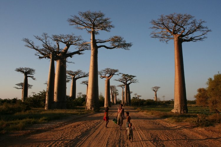 غابة Avenue of the Baobabs