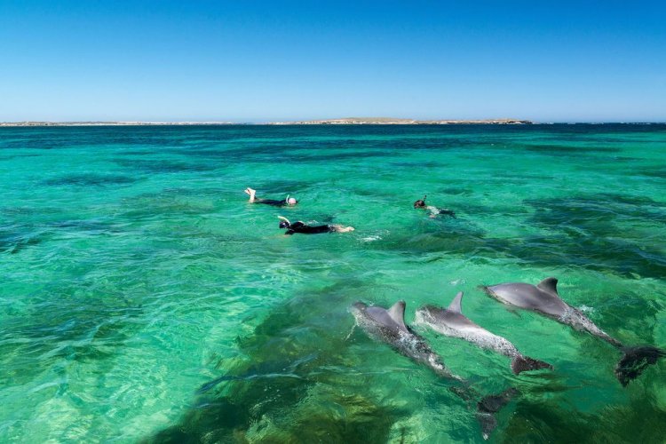  السباحة مع الدلافين