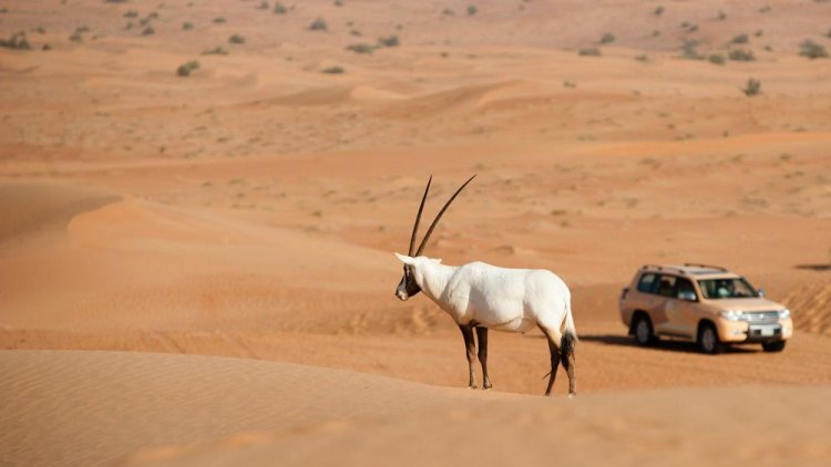 جولات القيادة