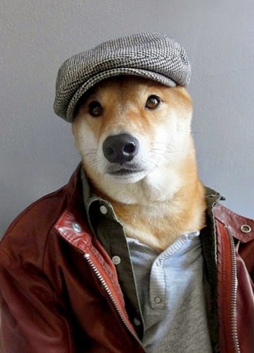 الكلب Bodhi عارض الأزياء 