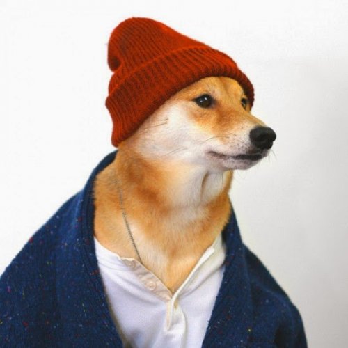 الكلب Bodhi عارض الأزياء 