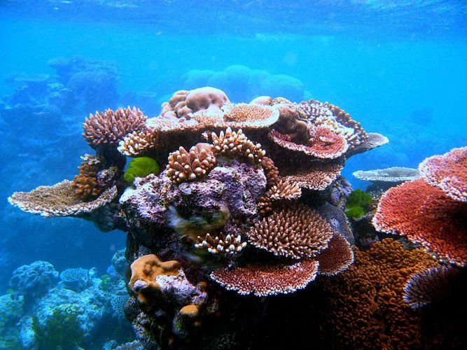 الحاجز المرجاني 