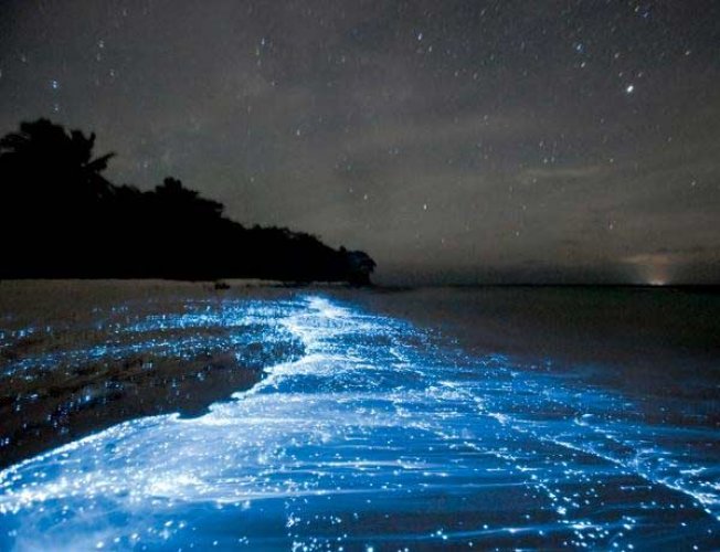 بحر النجوم جزر المالديف