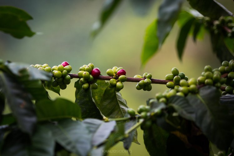 مزارع القهوة في كولومبيا 