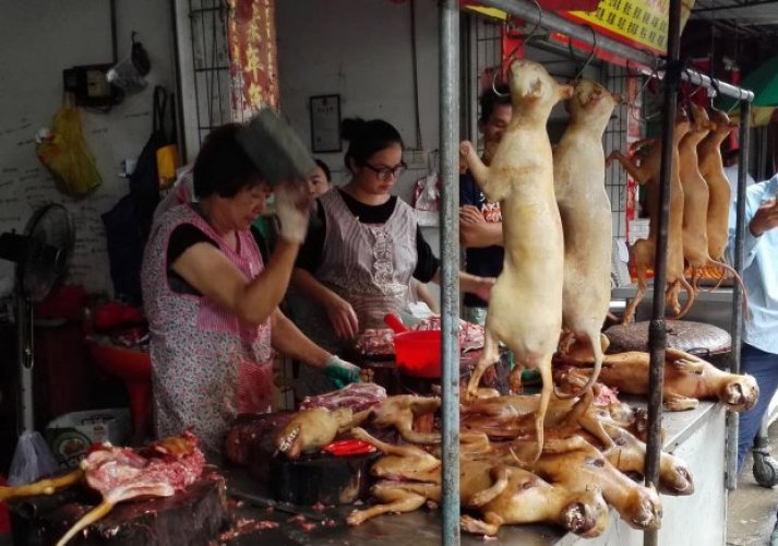 مهرجان اكل لحم الكلاب فى مدينة يولين