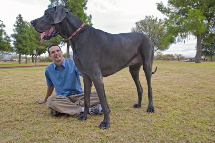 أطول كلب