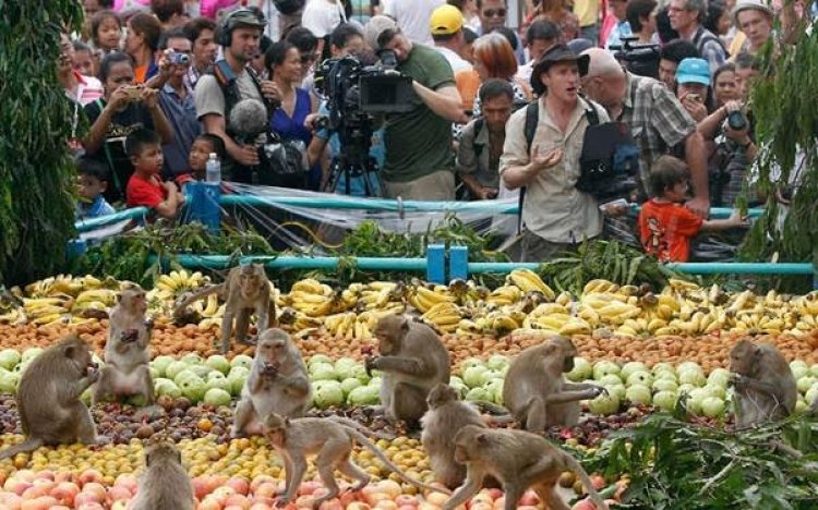 مهرجان القرود في تايلاند