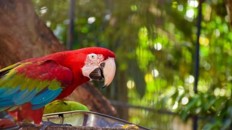 حديقة الحيوان الوطنية في كولومبو سريلانكا