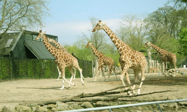 حديقة حيوان كوبنهاجن