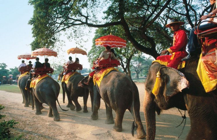 خدمة اليوجا على الفيل في أحد فنادق تايلاند
