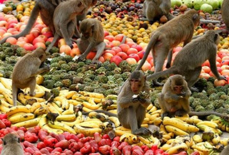 مهرجان القردة في تايلاند
