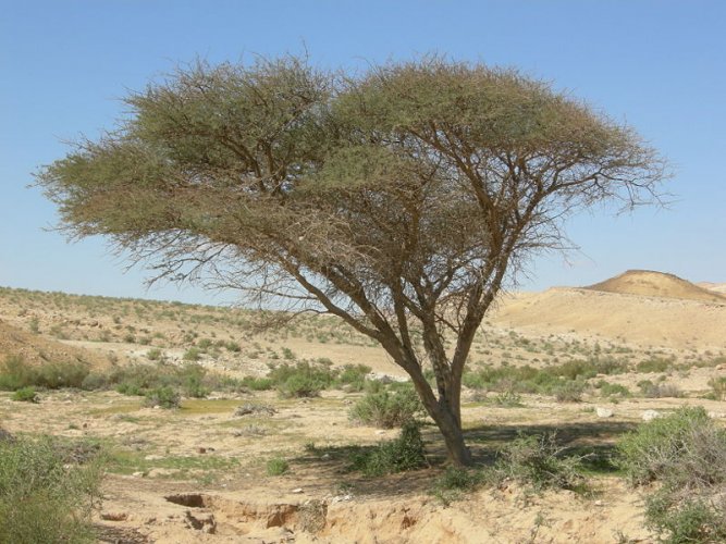 أشجار الاكاسيا