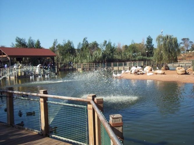 البحيرة الصناعية في حديقة حيوانات الرباط