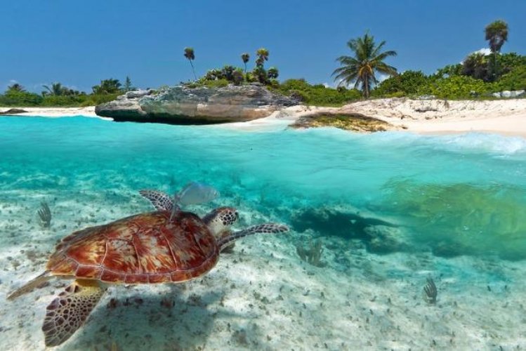 السلاحف البحرية في شاطئ بلايا دي أكومال المكسيك