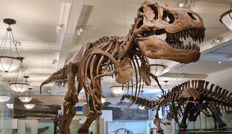 الهيكل العظمي للديناصور ريكس في نيويورك