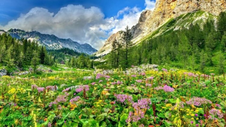 جبال بوسيجي في رومانيا