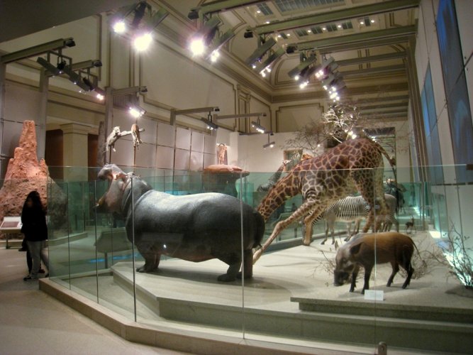 متحف سميثسونيان الوطني للتاريخ الطبيعي.