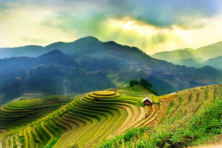 حقول الأرز في سابا التي تقع في فيتنام