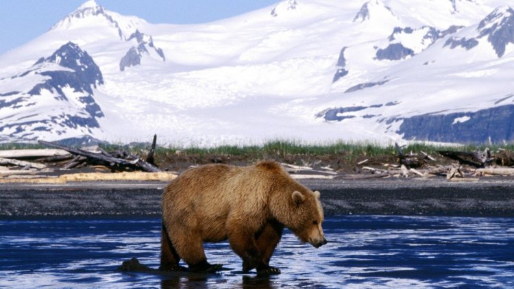 الدببة البنية في الاسكا