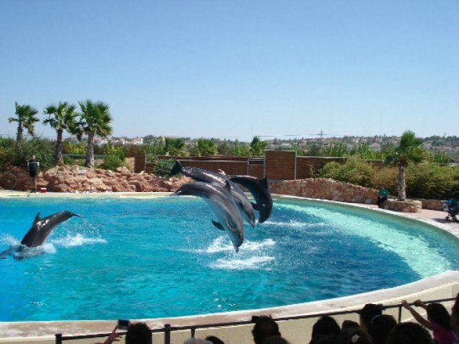 عروض الدلافين في حديقة حيوانات اتيكا في أثينا