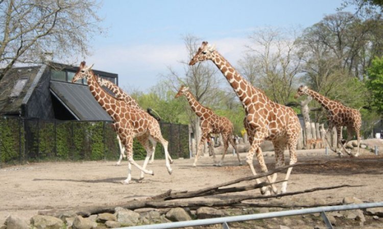حديقة حيوانات كوبنهاجن