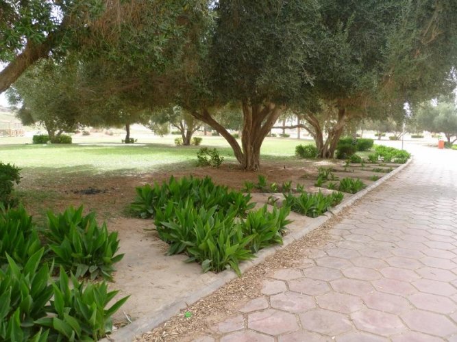 حديقة الزيتون في حائل السعودية