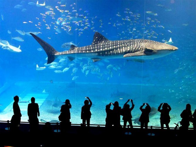 سي لايف بانكوك عالم المحيط Sea Life Bangkok Ocean World في بانكوك