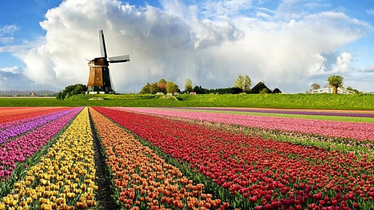 مزارع التيوليب في هولندا