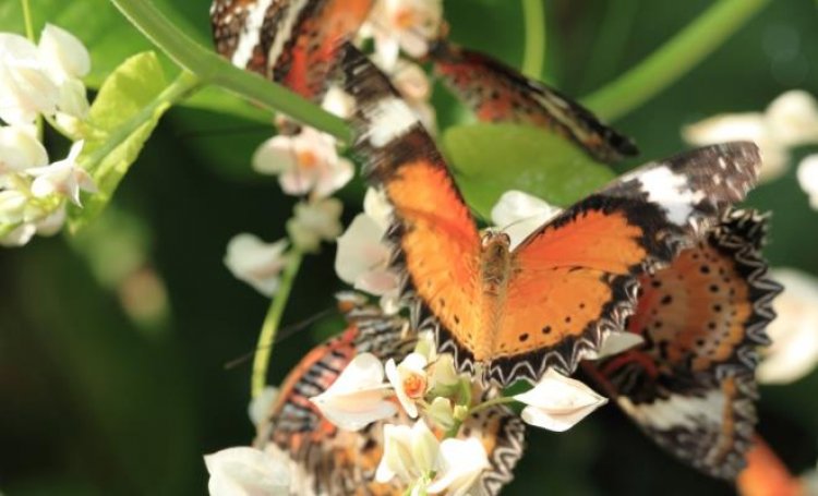حديقة الفراشات في جزيرة بينانج