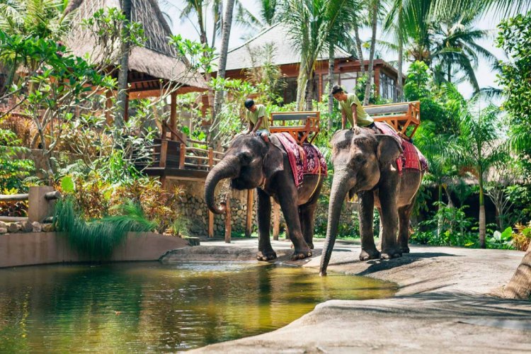 حديقة الفيلة في جزيرة لومبوك