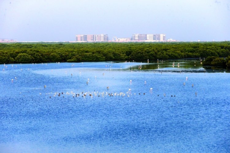 محمية الزوراء الطبيعية