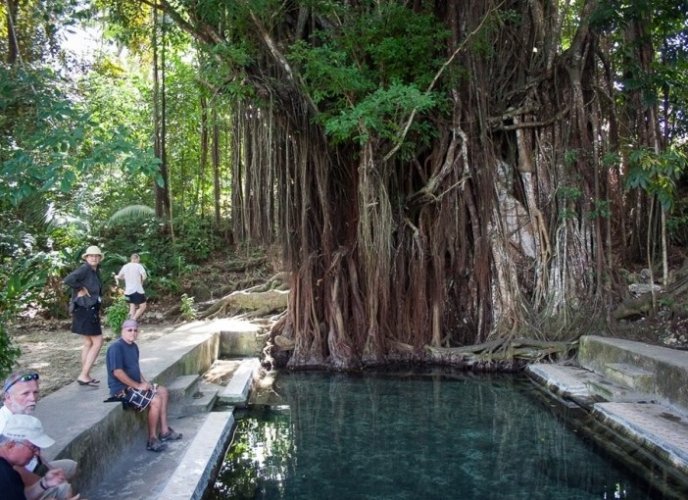 شجرة البلوط القديمة المسحورة في جزيرة سيكويجور الفلبينية