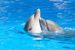 إسطنبول دولفيناريوم