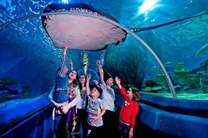 الأطفال يستمتعون برؤية حوض أكواريوم