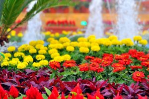 الزهور المختلفة بمهرجان الربيع