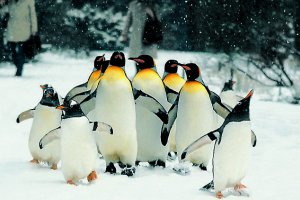 حديقة حيوانات بازل