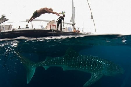 صيادو اندونيسيا يسبحون مع الحيتان 