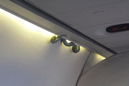 ثعبان ظخم داخل طائرة مكسيكية