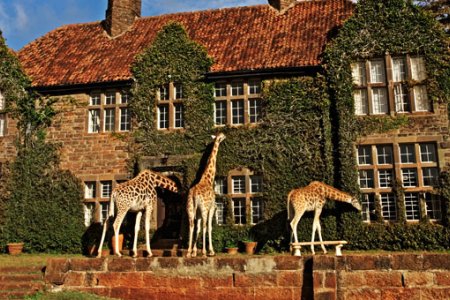 فندق قصر الزرافات في كينيا