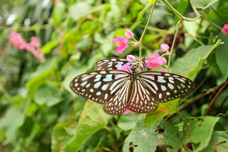 حديقة الفراشات في جزيرة ساموي