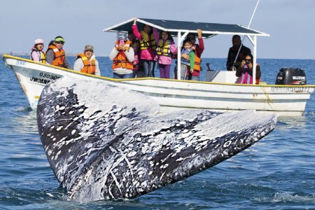 السياح في رحلة القوارب لمشاهدة الحيتان الزرقاء