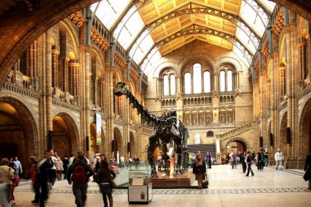 متحف التاريخ الطبيعي في لندن