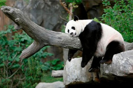 حديقة حيوان شنغهاي