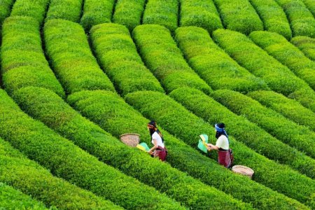 مزارع الشاي في تركيا