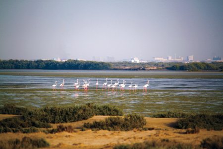 طيور جزيرة السينية في أم القيوين