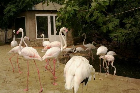 حديقة حيوانات باكو في أذربيجان