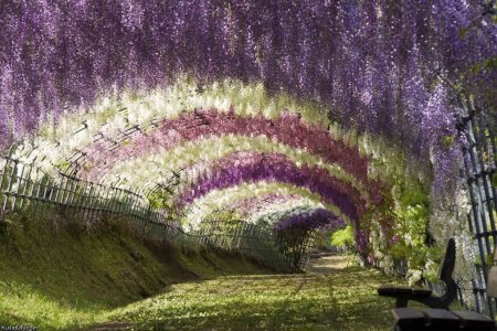 حديقة أشاكيكا في اليابان