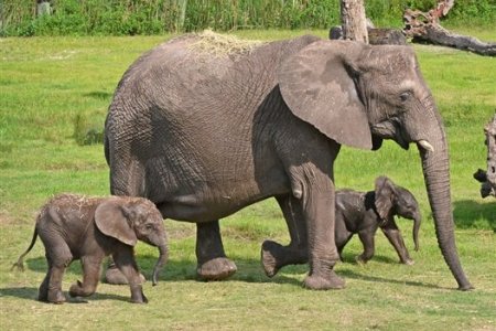 الفيلة الافريقية
