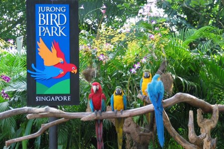 حديقة جورونغ للطيور