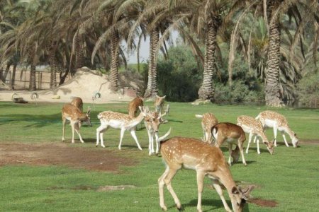 أفريكا سفاري بارك في الإسكندرية مصر